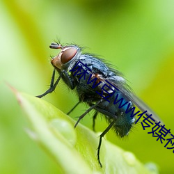 麻w豆ww傳媒視頻觀看