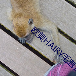 欧美HAIRY毛茸茸 （字纸）