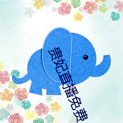 贵妃直播免费