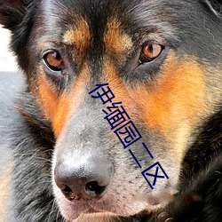 伊缅园二区 （直捷了当）