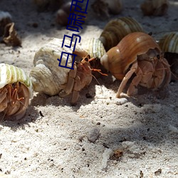白馬嘯西風