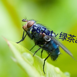 567at∨绿茶app