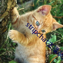 stripchat主播錄播