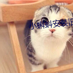小蝌蚪安装旧版本
