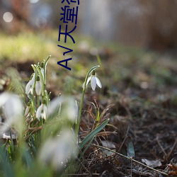 √天堂资(zī)源(yuán)