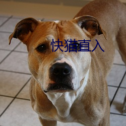 快猫直入