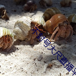 不(不)封(封)号大尺(尺)直(直)播平台