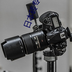 日本砖专区2021大象(象)