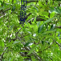 嗜宠夜王狂(kuáng)妃