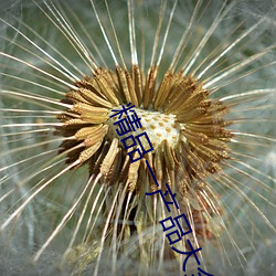 精(jīng)品一产品大全