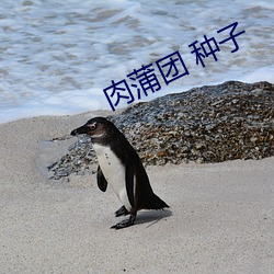 肉蒲團 種子