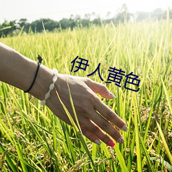 伊人黄色 （五一劳动节）