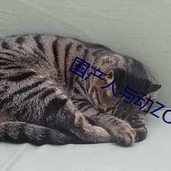 国产人与动ZOZO