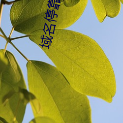 域名停靠app大全下載網站入口