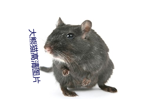 大熊貓高清圖片
