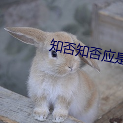 知否知否(否)应(應)是绿肥红(紅)瘦小说(說)全文