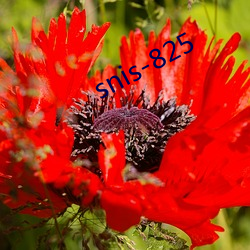 snis-825