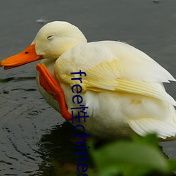 free性chinese中国