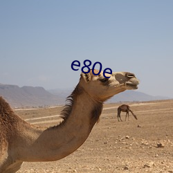 e80e