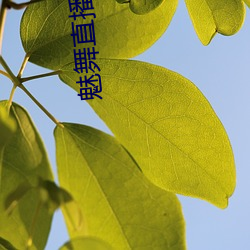 魅(mèi)舞直播app