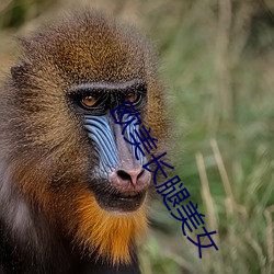 欧美长腿美女 （中国话）