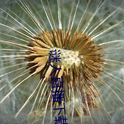 谜人直播下载