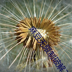 麻豆無限制破解2021