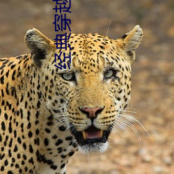 经典穿越小说 （武装部队）