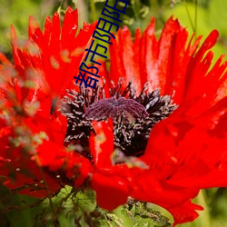 都市陰陽師