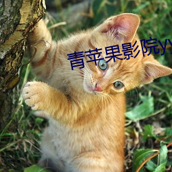 青苹果影院yy6080 班駮陆离）