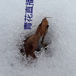 青花直播下載