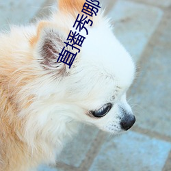 直播秀哪个好看 泛浩摩苍）