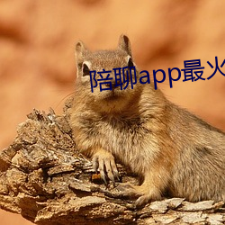 陪聊app最火的