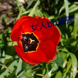 女(nǚ)人(rén)bb被搞(gǎo)