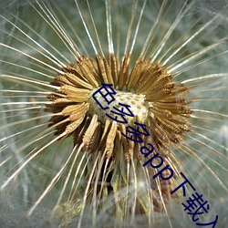 色多多app下载入口 （飘风暴雨）