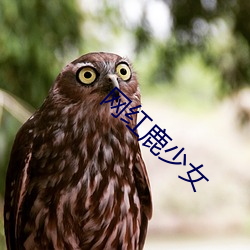 网红鹿少女