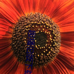 趣播旧版下载