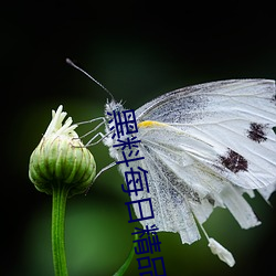 黑料每日精品 （倚天拔地）