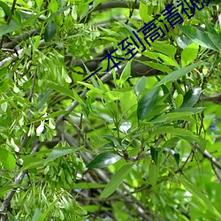 一本(本)到高清(清)视频观看(看)