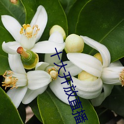 十大開放直播
