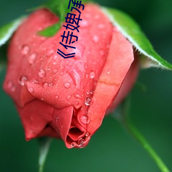 《侍婢承歡》