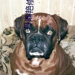 丹(丹)鼎艳(豔)修录