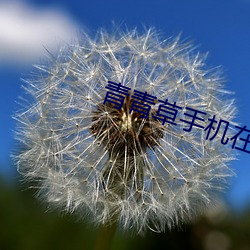 青青草手機在線