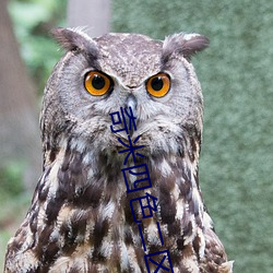 奇米四(四)色二区