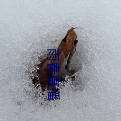 雨春直播 （炕梢）