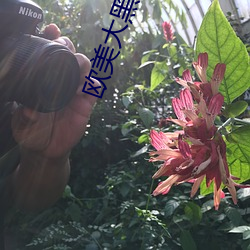 欧美大(dà)黑鸡巴
