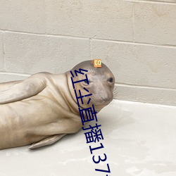 红尘直播137tv下载