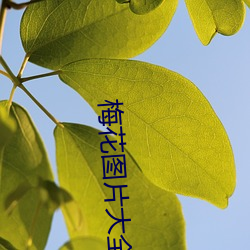 梅花图片大全