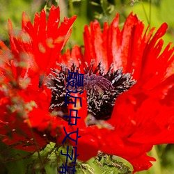 最近中文字(字)幕2023高清8