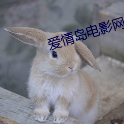 爱情(情)岛电影(影)网线(線)路一